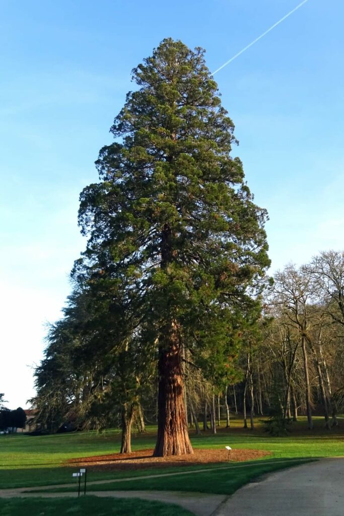 Le sequoia giganteum du Domaine départemental de Campagne
