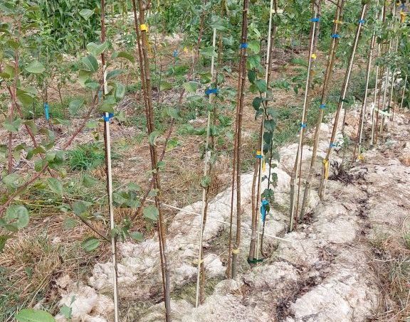 La pépinière d'arbres fruitiers