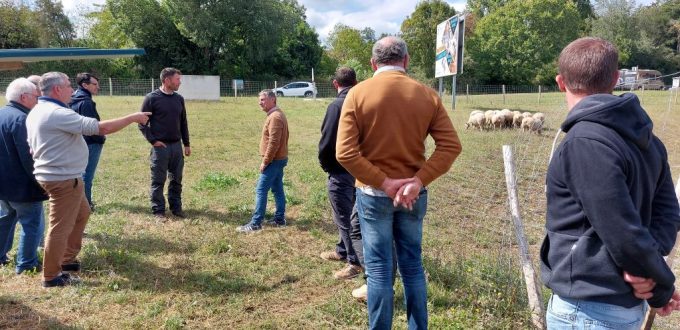 A Sorges-et-Ligueux, un troupeau de brebis de race charmoise dans la ZAC du Diamant Noir