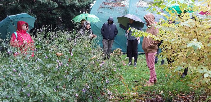 Des plantes vivaces rustiques pour les espaces publics