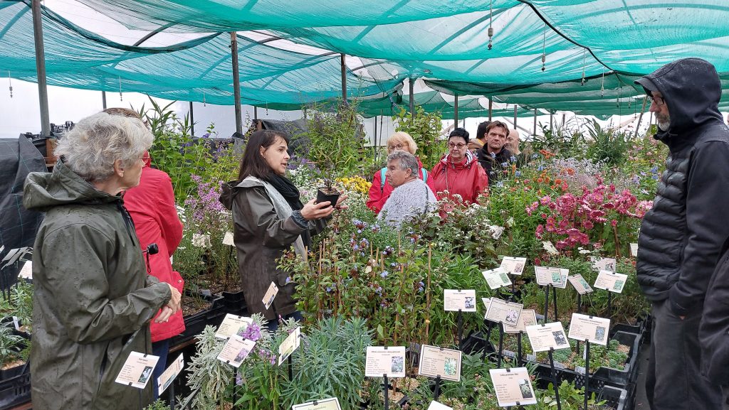 Présentation d'une sélection de vivaces sous les serres de l'Atelier du Végétal